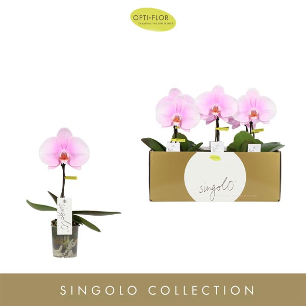 Phalaenopsis hybrida Singolo Mino
