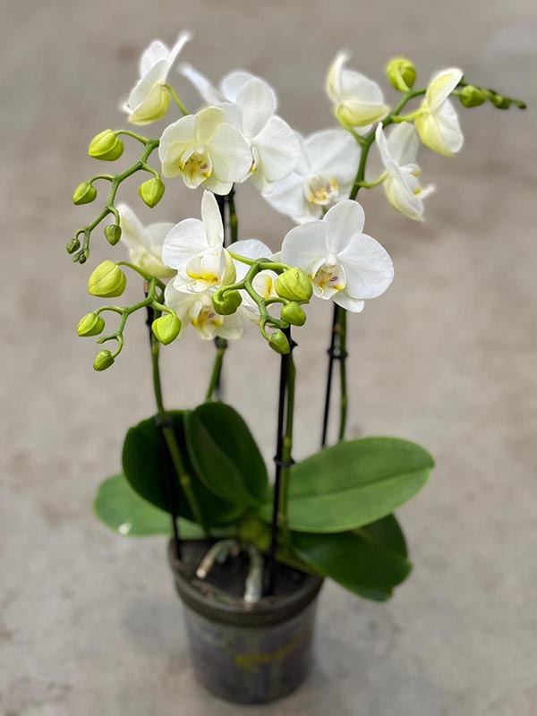 Phalaenopsis hybrida Multiflora Amabilis