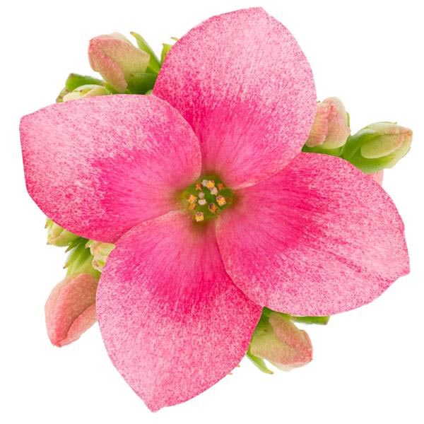 Kalanchoe blossfeldiana Andy
