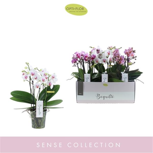 Phalaenopsis hybrida Boquetto Pinko Mix