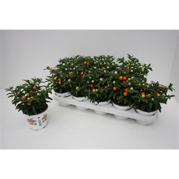 Solanum pseudocapsicum Orange