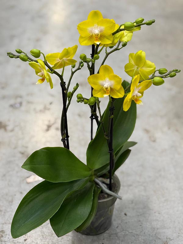 Phalaenopsis hybrida Multiflora Arezzo
