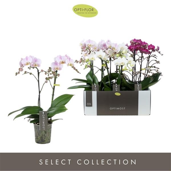 Phalaenopsis hybrida Multiflora Sensual Mix