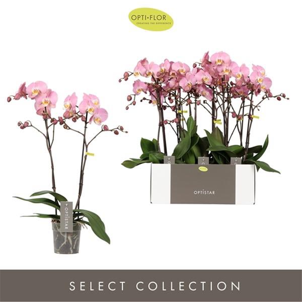 Phalaenopsis hybrida Padova