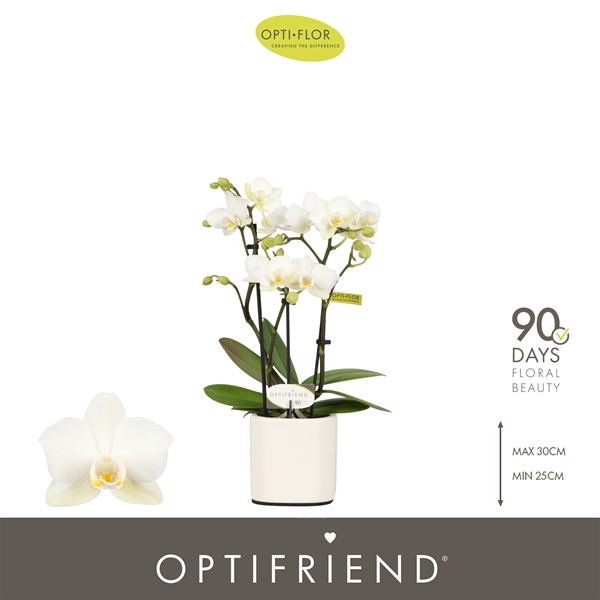 Phalaenopsis hybrida Sandra In Piemonte White