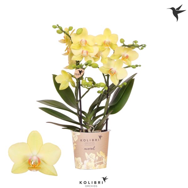 Phalaenopsis hybrida Multiflora Albenga