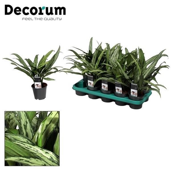 Aglaonema commutatum Cutlass
