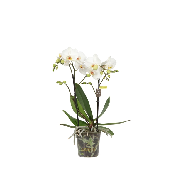 Phalaenopsis hybrida Tidi Weiss