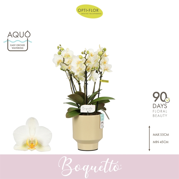 Phalaenopsis hybrida Boquetto Beauty In Emilia Sand Aquo