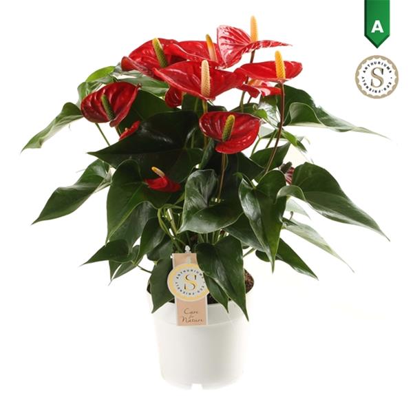 Anthurium andreanum Royal Rot Champion