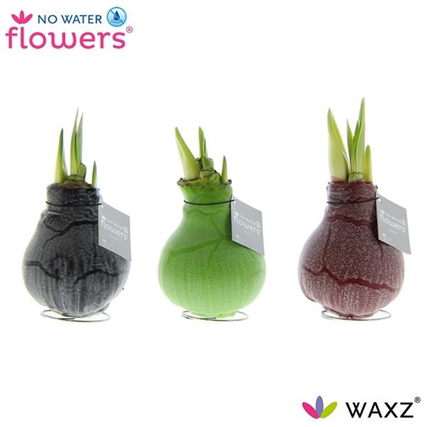 Amaryllis bella-donna Waxz Marble R.B.