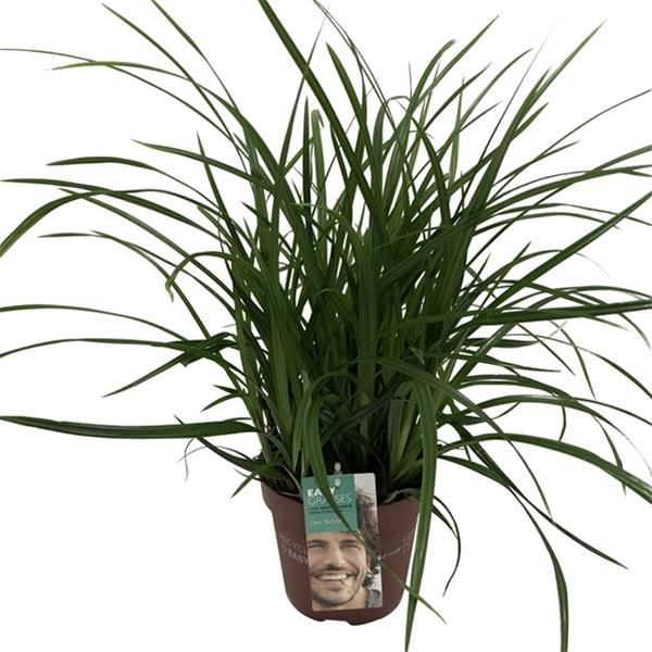 Carex morrowii Irish Green