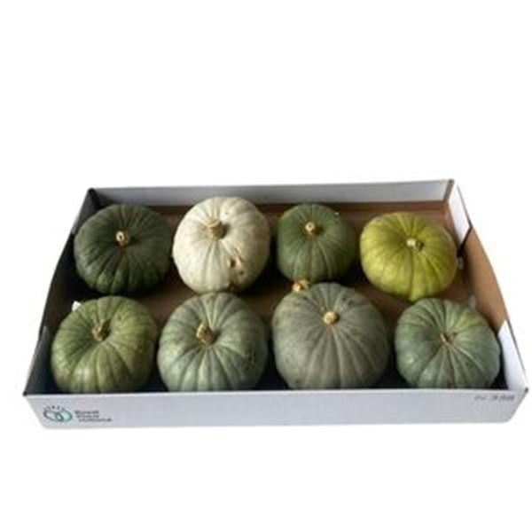 Cucurbita pepo Kürbis Tutti Frutti Plant