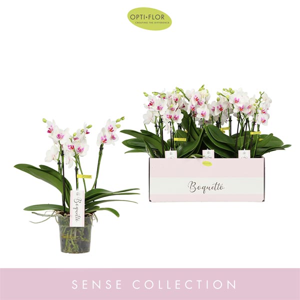 Phalaenopsis hybrida Boquetto Passione