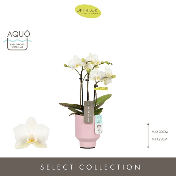 Phalaenopsis hybrida Sandra In Emilia Pink Aquo