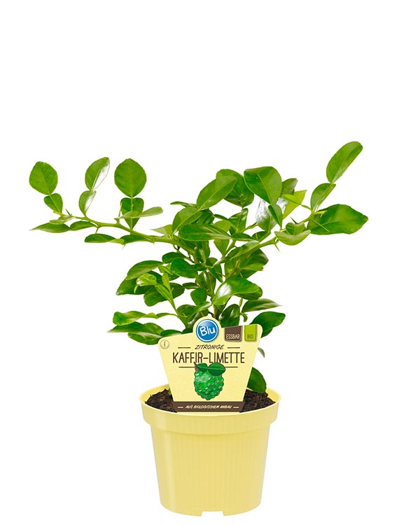 Citrus hystrix Bio.Kaffir-Limette