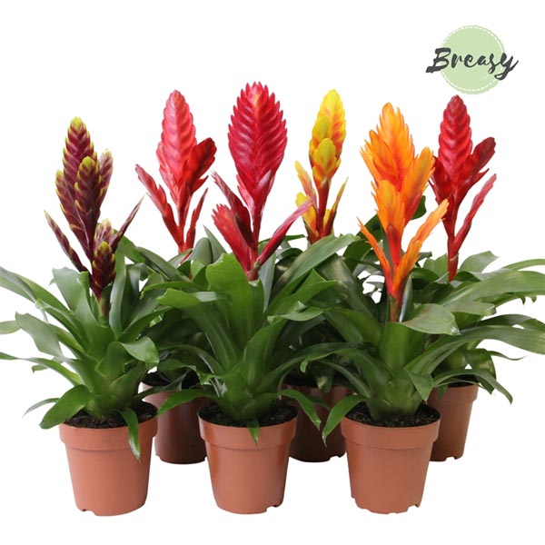 Vriesea hybrida Mix