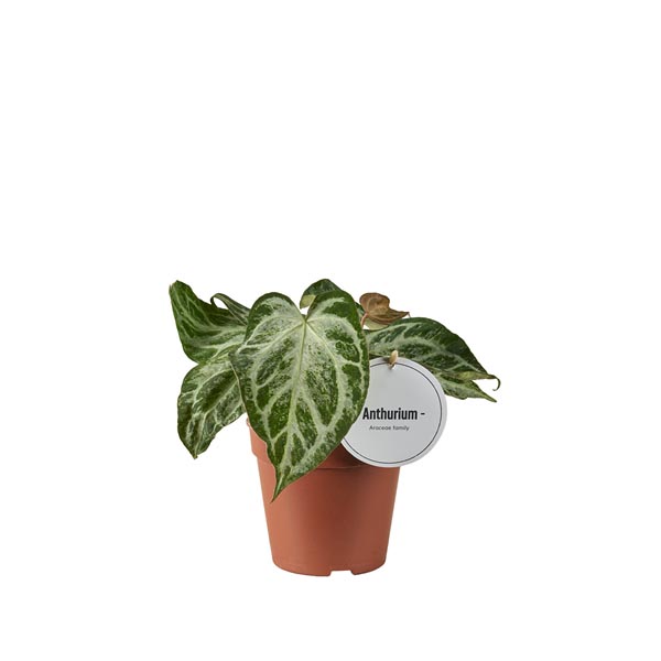 Anthurium chrystallinum Silver Blush Mint