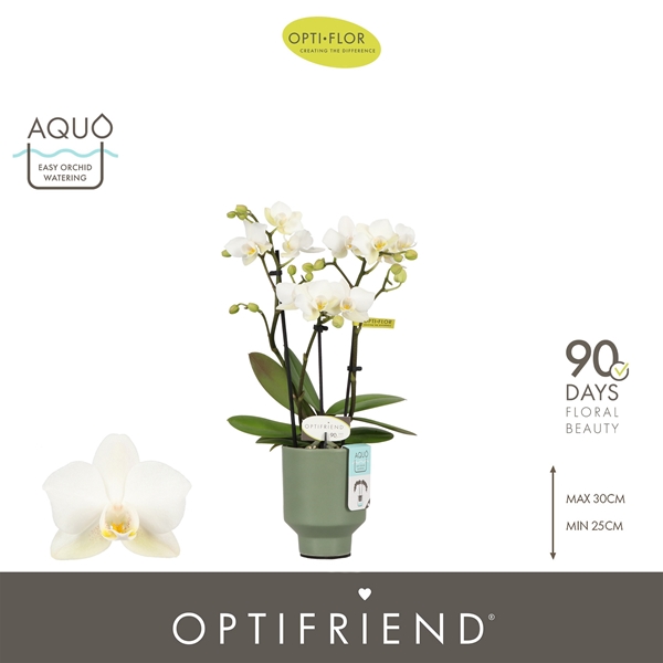 Phalaenopsis hybrida Sandra In Emilia Green Aquo