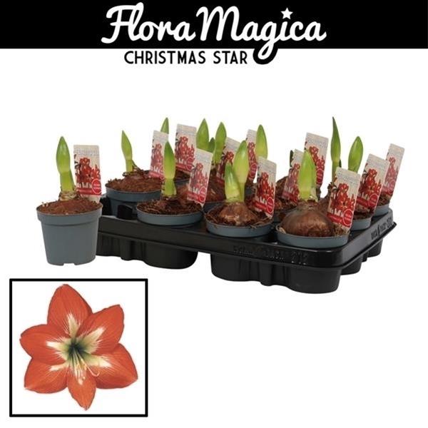 Amaryllis bella-donna Kolibri Christmas Star