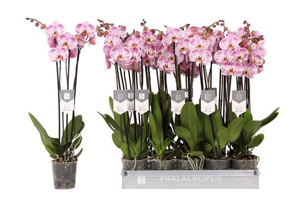 Phalaenopsis hybrida Spotted World