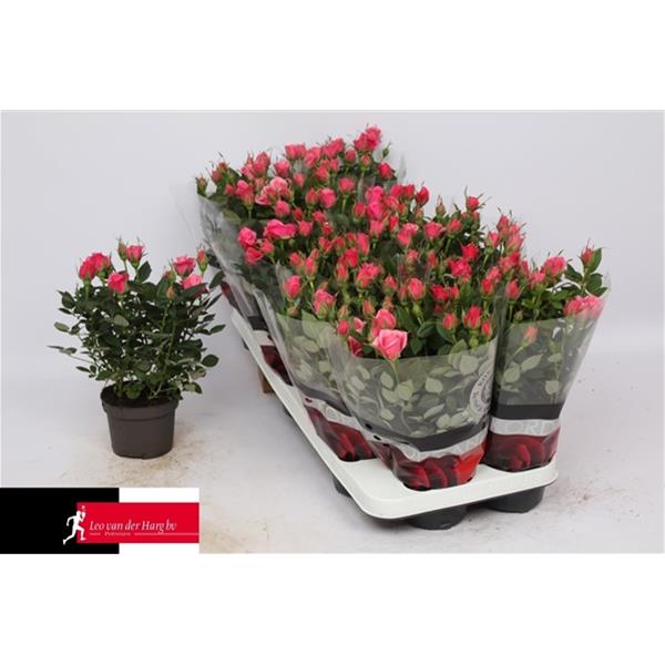 Rosa hybrida Flirt