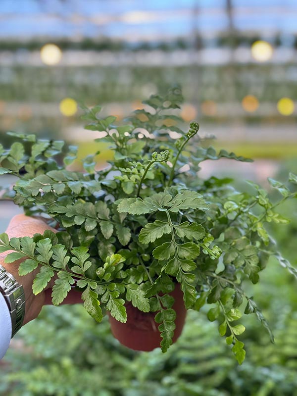 Asplenium nidus Parvati