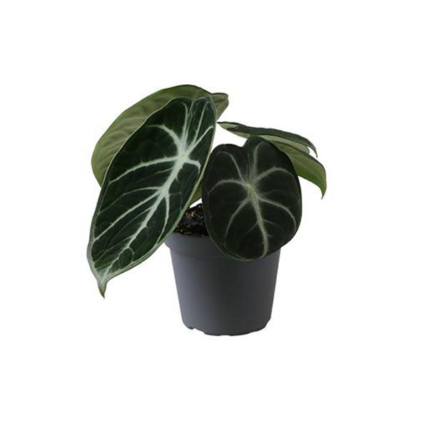 Alocasia reginula NINJA