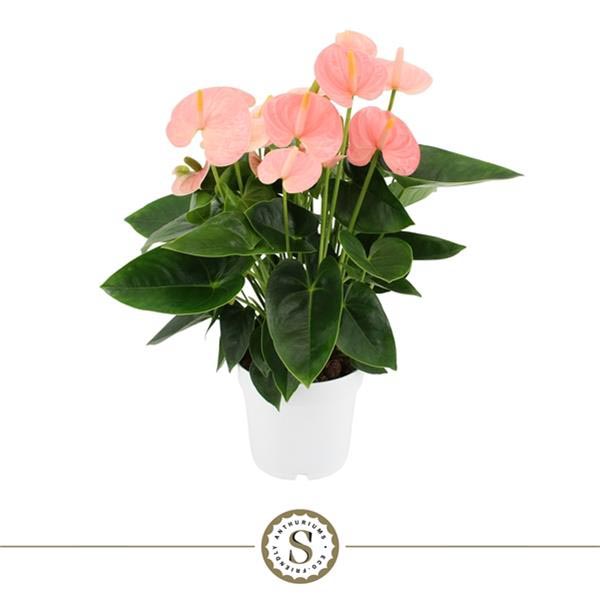 Anthurium andreanum Spirit