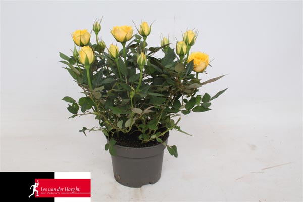 Rosa hybrida Limbo