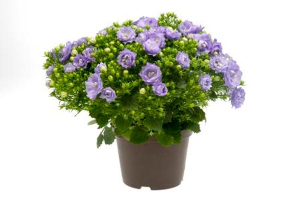 Campanula haylodgensis BLUE LIKE MEE