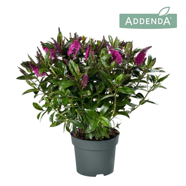 Hebe andersonii Donna Pink