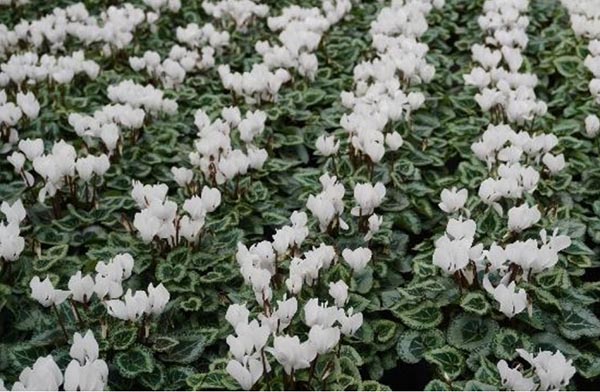 Cyclamen persicum Picasso weiß