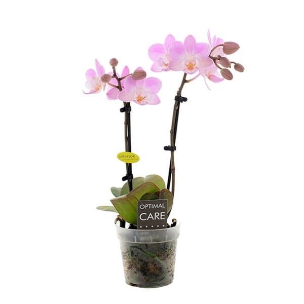 Phalaenopsis hybrida Lieke
