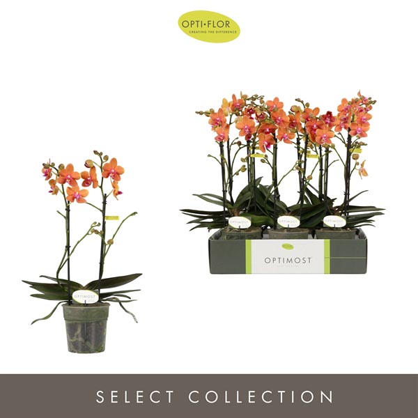 Phalaenopsis hybrida Multiflora Paprika