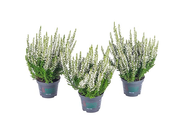 Calluna vulgaris Weiss