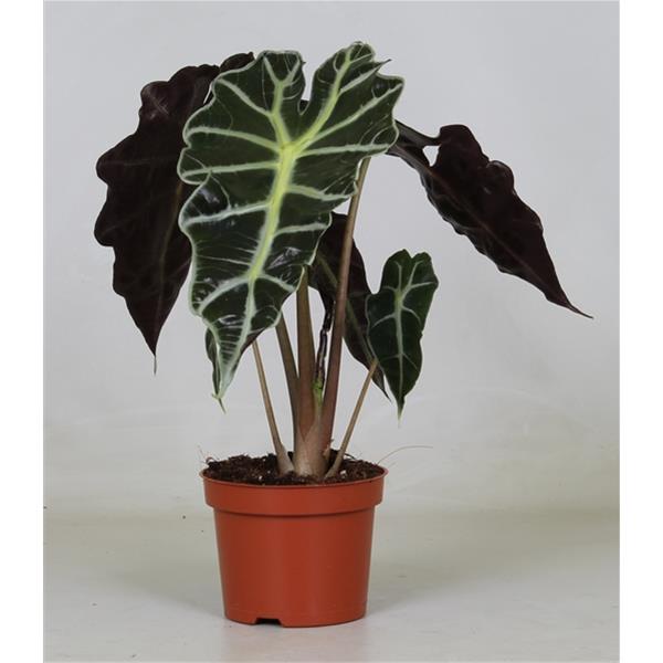 Alocasia amazonica Polly