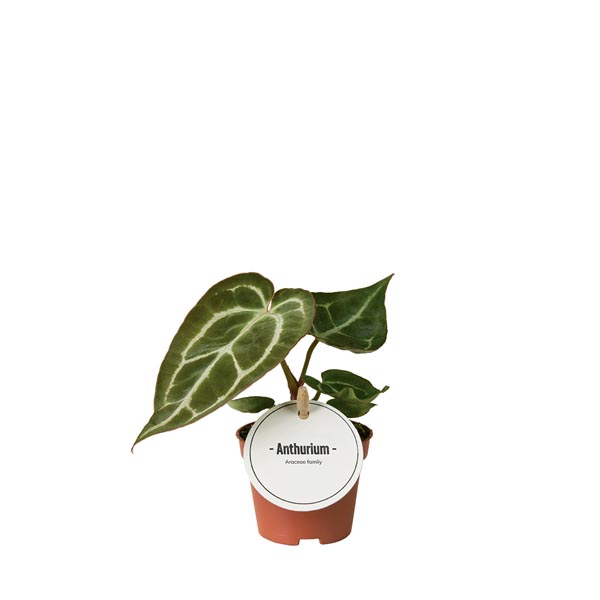 Anthurium chrystallinum