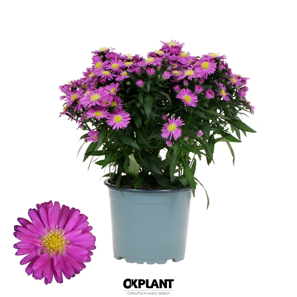Aster novi-belgii Starletta Pink