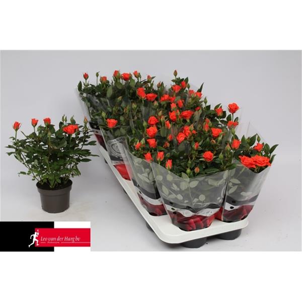 Rosa hybrida Calibra