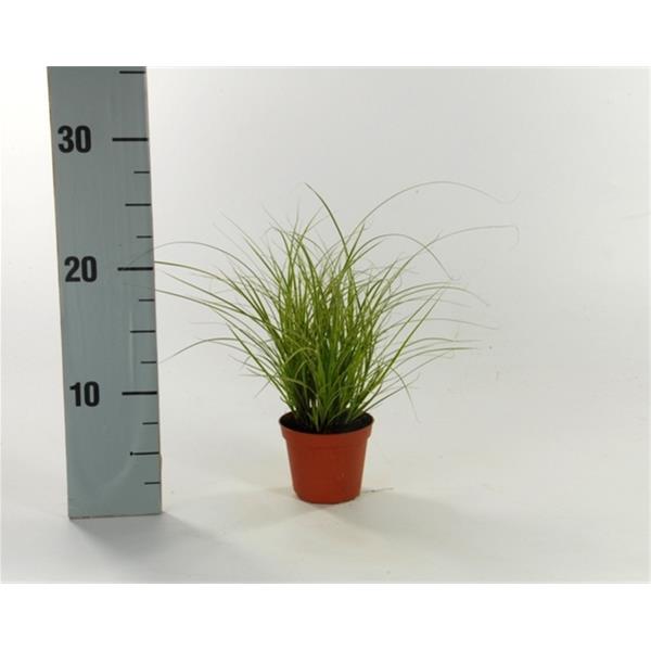 Carex brunnea Jubilo