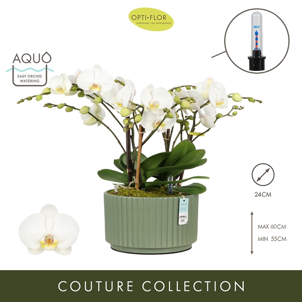 Phalaenopsis hybrida Bambuso Inyo Molise Green Aquo Xl