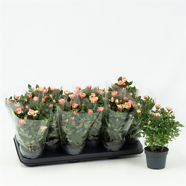 Rosa hybrida Victory Gosia