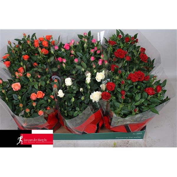 Rosa hybrida Mix
