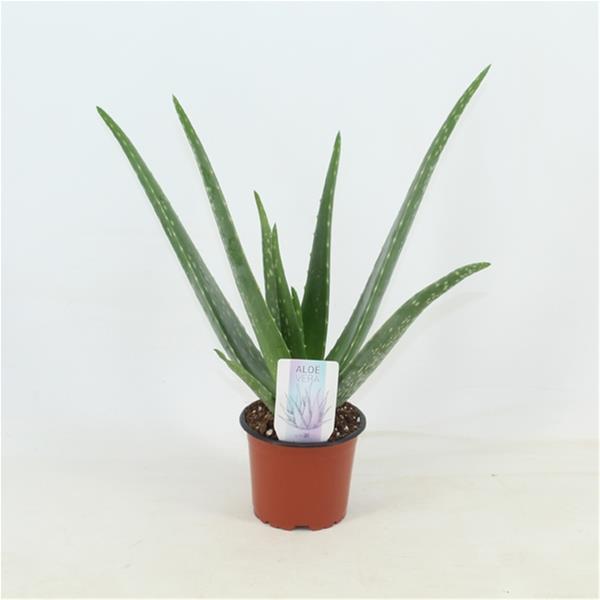 Aloe vera Barbadensis