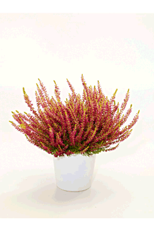 Calluna vulgaris Golden Angie