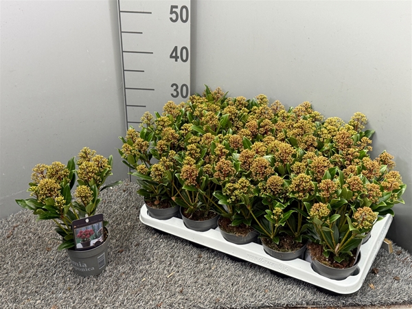 Skimmia japonica Rubesta jos