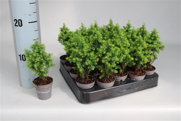 Chamaecyparis thyoides Spitsbergen
