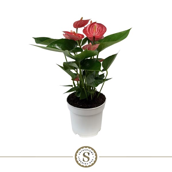 Anthurium andreanum Livium Briljante