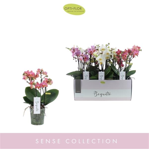 Phalaenopsis hybrida Boquetto Pastello Mix